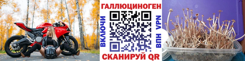 mega рабочий сайт  Калач  Галлюциногенные грибы Psilocybine cubensis 